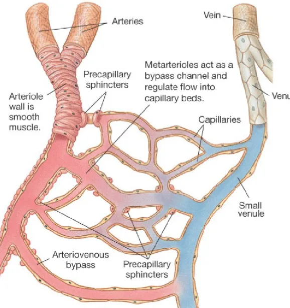 Figure 15-3: Metarterioles