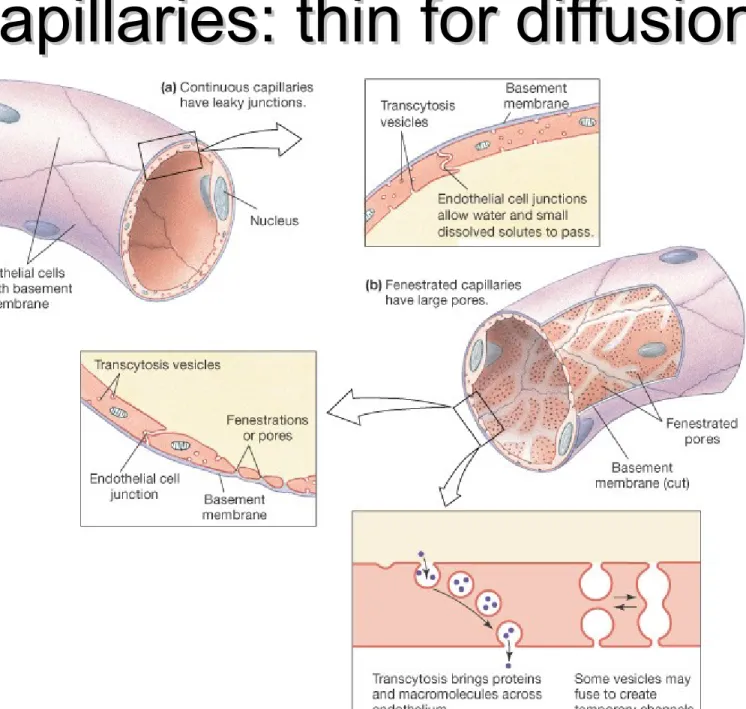 Figure 15-16: Types of capillaries