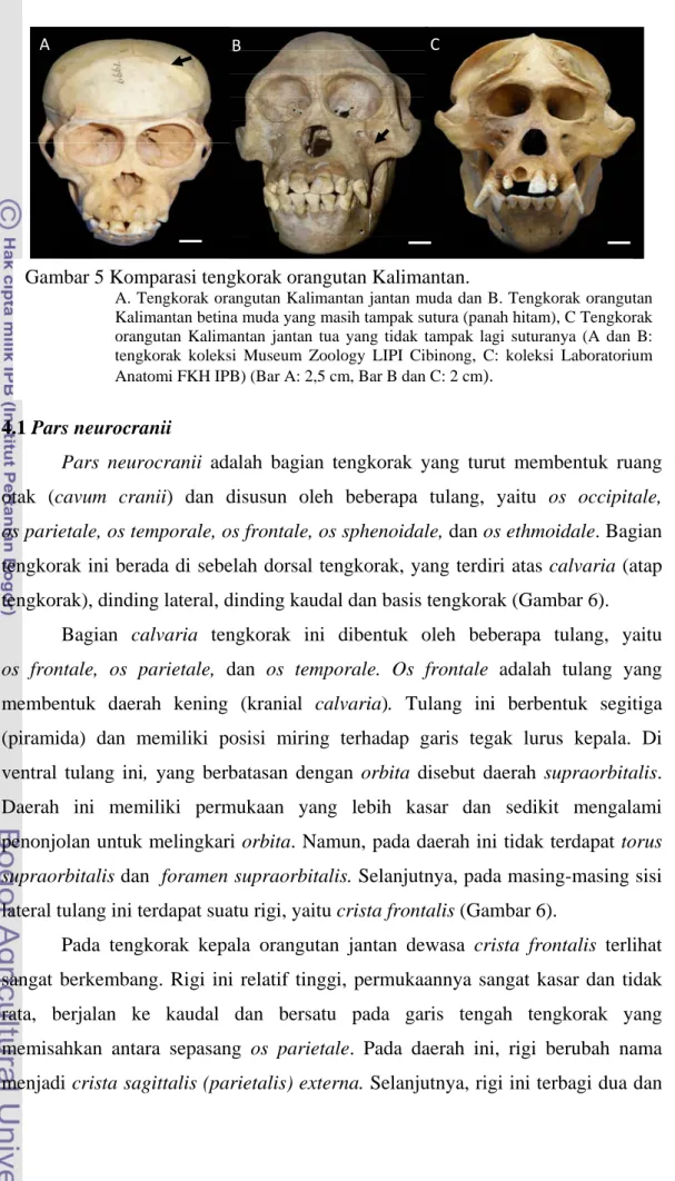 Gambar 5 Komparasi tengkorak orangutan Kalimantan. 
