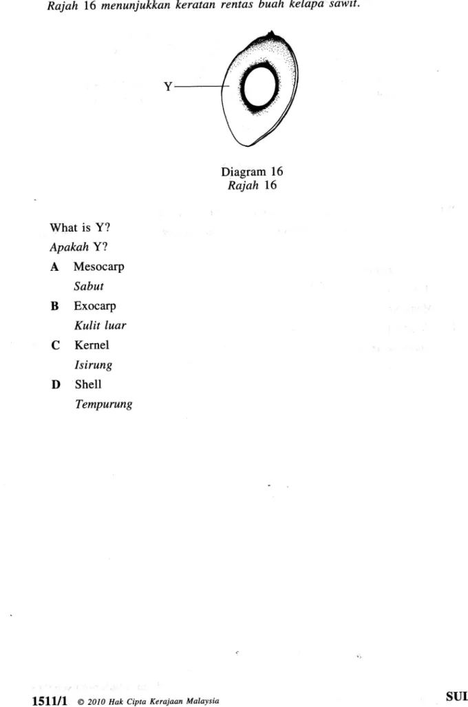 Diagram 16 Rajah 16 What is Y? ApakahY? A  Mesocarp Sabut B  Exocarp Kulit luar C  Kernel Isirung D  Shell Tempurung sawit