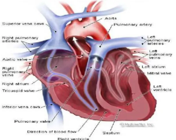 Gambar 2.1 Anatomi Jantung 