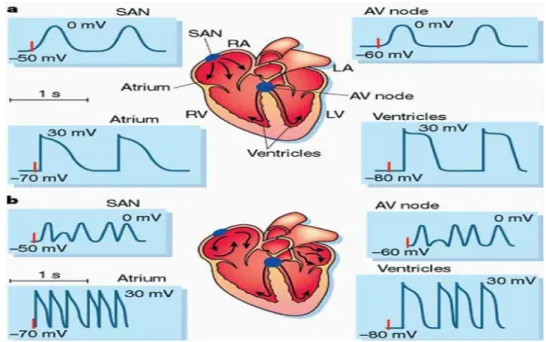 Gambar 2.4 Pola potensial aksi masing-masing sistem konduksi  jantung 