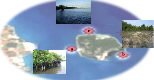 Gambar  7.  Keadaan area hutan mangrove pada ketiga stasiun pengamatan, a)   hutan mangrove pada stasiun 1 dengan substrat dasar berlumpur,  b)  hutan mangrove bagian belakang pada stasiun 2 dengan substrat keras  dari formasi terumbu yang timbul, c) hutan