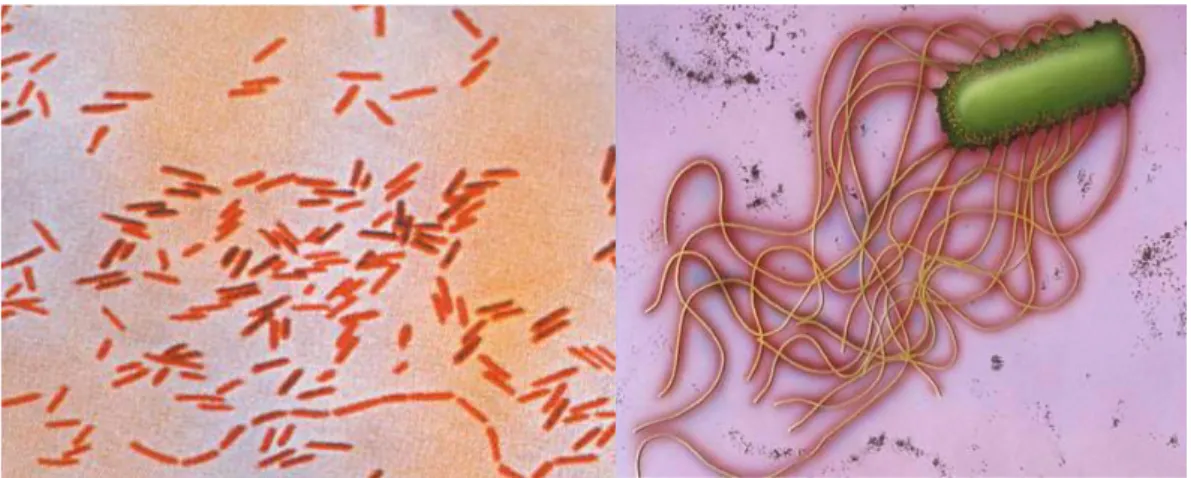 Gambar 2.1. Morfologi Salmonella sp. 