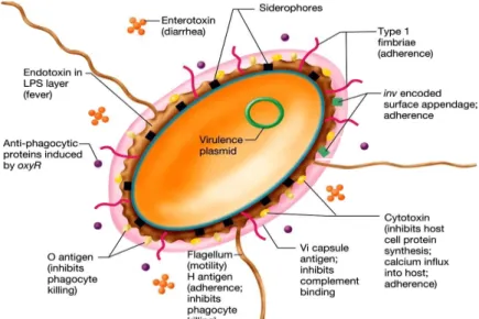 Gambar 6. Struktur bakteri Salmonella