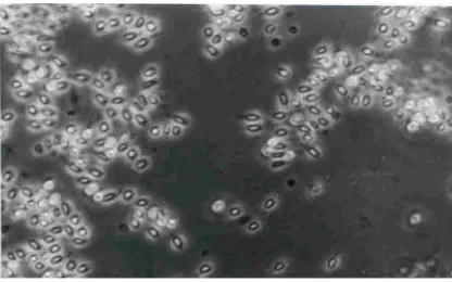 Gambar 1.  Bacillus thuringiensis(http://www.textbookofbacteriology.net) 