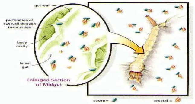 Gambar 3.    Proses toksisitas Bacillus thuringiensis subsp. israelensis pada larva nyamuk (http://www.comosquitocontrol.com) 