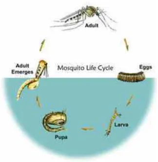 Gambar 4. Siklus Hidup Nyamuk Aedes aegypti (www.epa.org) 