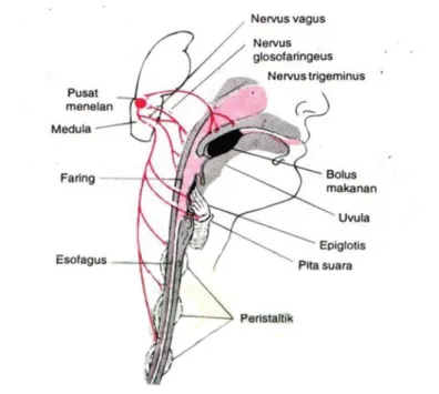 Gambar : Innervasi Proses Menelan. 