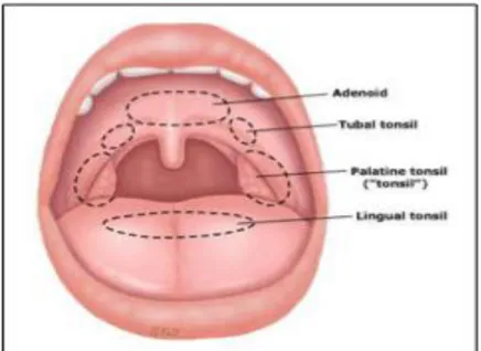 Gambar : Anatomi Tonsil 