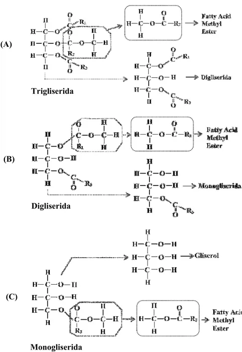 Gambar 4. Skema Proses Tahapan Transesterifikasi Triglisedrida Menjadi Fatty Acid Methyl Ester (Biodiesel)  dan Gliserol.