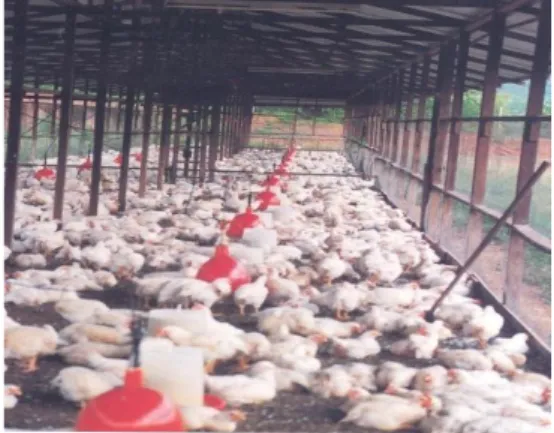 Gambar 1. Salah Satu Manajemen Perkandangan pada Peternakan Ayam Broiler. 