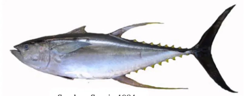 Gambar 3 Morfologi ikan madidihang (Thunnus albacares). 