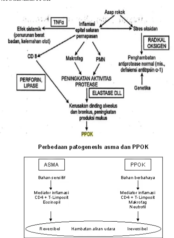 Gambar 2. Patogenesis PPOK 