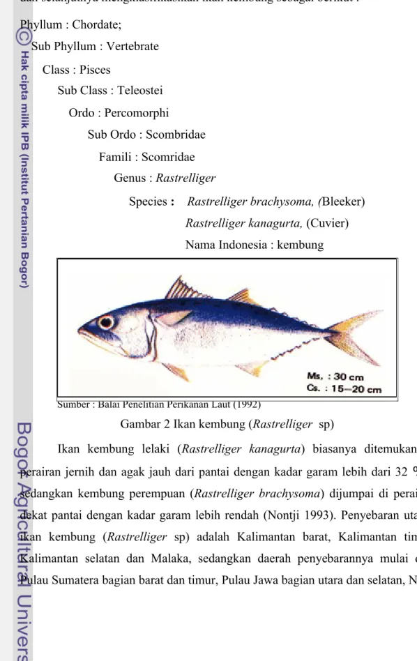 Gambar 2 Ikan kembung (Rastrelliger  sp)