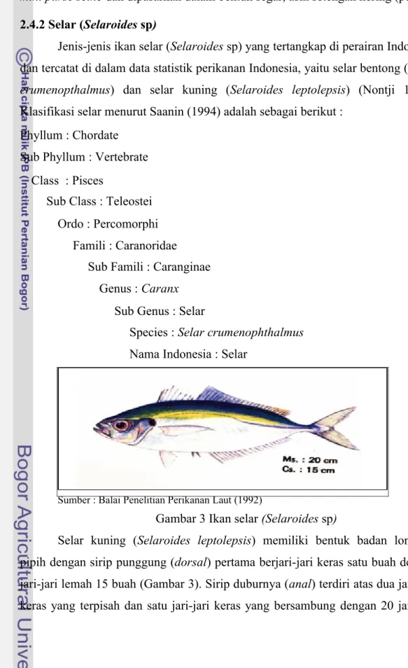 Gambar 3 Ikan selar (Selaroides sp)