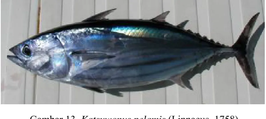 Gambar 13  Katsuwonus pelamis (Linnaeus, 1758)  2.4.7 Ikan Tuna Sirip Kuning (Madidihang) 