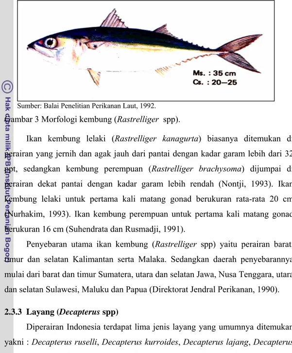 Gambar 3 Morfologi kembung (Rastrelliger  spp). 