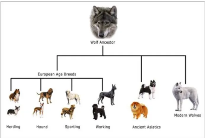 Gambar 1. Evolusi hewan domestikasi anjing 