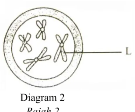 Diagram 2  Rajah 2  What is structure  L?  Apakah struktur L?  A  Nucleus  Nukleus  B  Cytoplasm  Sitoplasma  C  Chromosome  Kromosom  D  Cell membrane  Membran sel 
