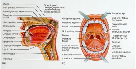 Gambar 1. Anatomi rongga mulut Tonsil palatina terdiri dari 9 :
