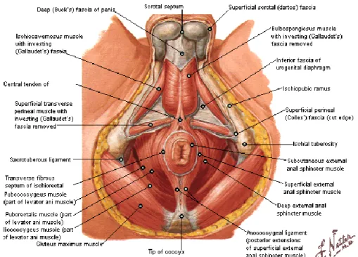 Gambar 2. Muskulus spinkter ani externa: pandangan sisi penrineum.  (6) Persarafan motorik spinkter ani interna berasal dari serabut saraf simpatis  (n.hypogastrikus)  yang  menyebabkan  kontraksi  usus  dan  serabut  saraf  parasimpatis  (n.splanknikus)  