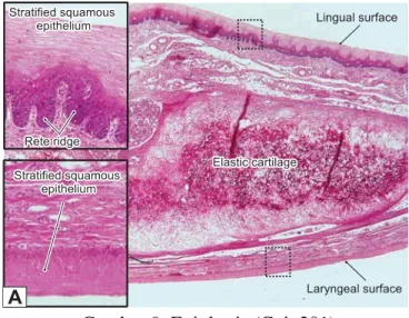 Gambar 9. Epiglottis (Cui, 201) 