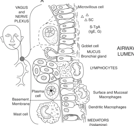 Gambar  12.  Komponen  lumen  mucosal  saluran  pernafasan.  Sel  epitel  silindris  berlapis  dengan cilia dilapisi oleh mucus (diproduksi oleh sel  goblet dan glandula bronchialis), dan  juga  cairan  yang  mengandung  berbagai  macam  protein,  termasuk