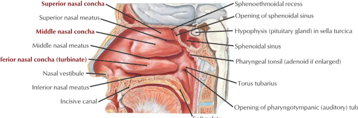 Gambar 2. Penampang lateral dari cavitas nasalis (Hansen, 2010) 
