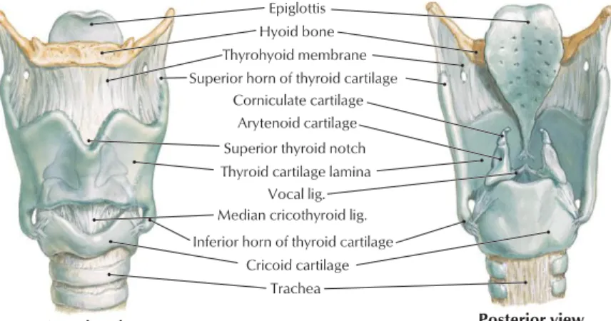 Gambar 4. Kartilago laring, ligamen, dan membran (Hansen, 2010) 