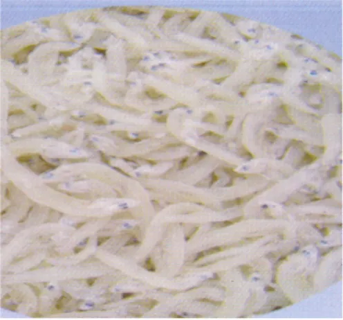 Gambar 31   Produk dried baby anchovy (teri nasi) 