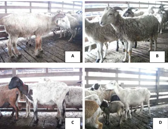 Gambar 4  Karakteristik  jantan dewasa (A) dan muda (B) serta induk domba UP3J (C, D)
