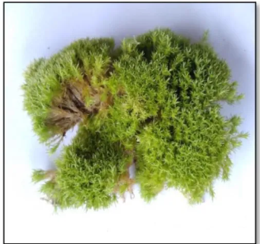 Gambar 5. Dicranum scoparium 