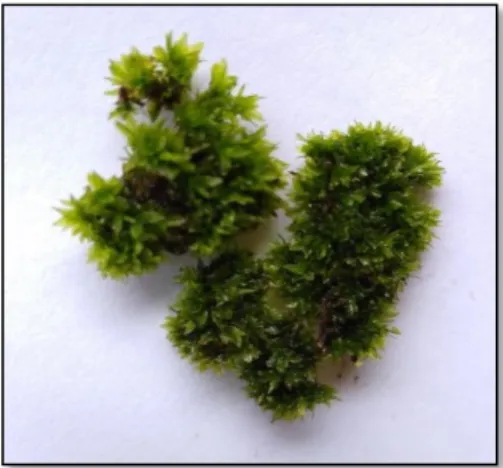 Gambar 7. Bryum argenteum