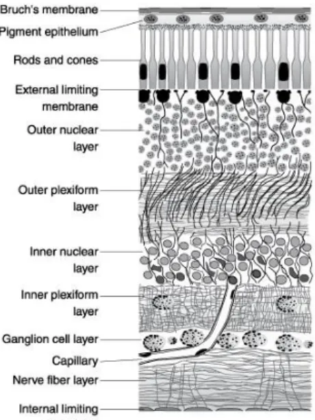 Gambar 2-1. Lapisan retina