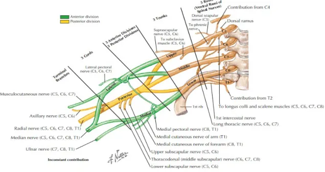 Gambar 1 : Pleksus Brachialis