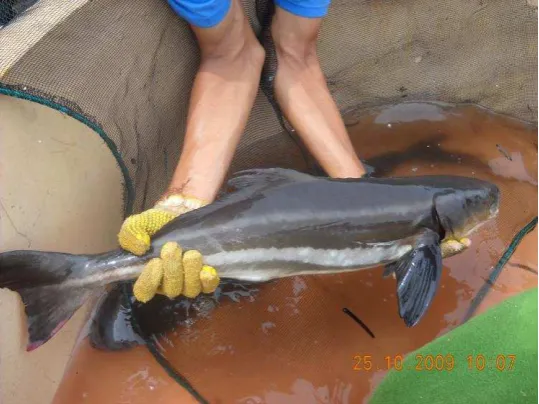 Gambar 1. Morfologi Cobia 
