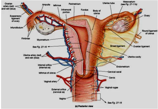 Gambar 2.1 Lapisan Endometrium, Miometrium, Serviks Dinding Uteri 26