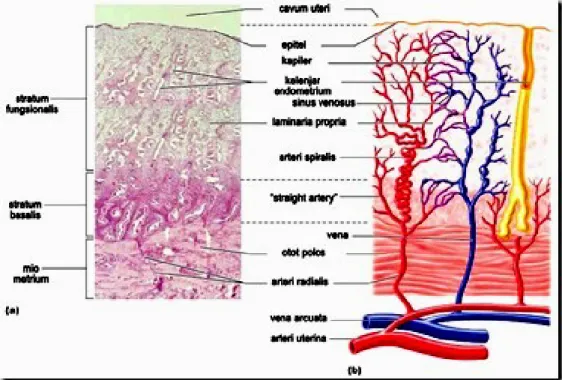 Gambar 2.2 Lapisan Endometrium 26 2.1.4. Vaskularisasi