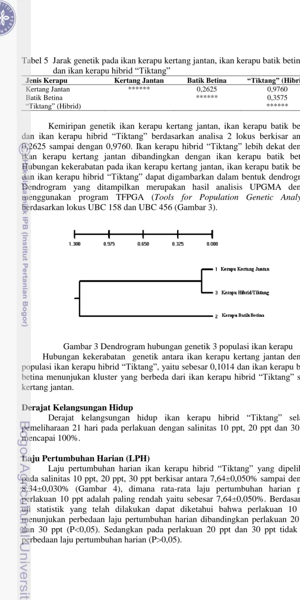 Gambar 3 Dendrogram hubungan genetik 3 populasi ikan kerapu  Hubungan  kekerabatan    genetik  antara  ikan  kerapu  kertang  jantan  dengan  populasi ikan kerapu hibrid “Tiktang”, yaitu sebesar 0,1014 dan ikan kerapu batik  betina  menunjukan  kluster  ya