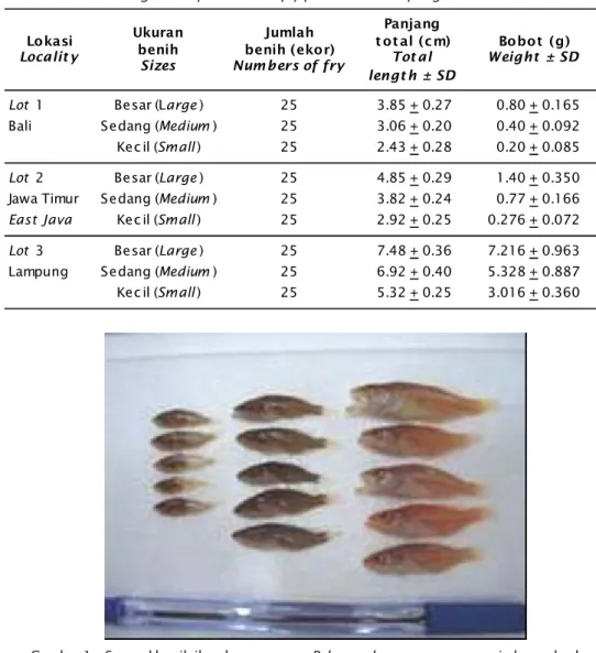 Gambar 1. Sampel benih ikan kerapu sunu, P. leopardus yang mempunyai ukuran berbeda Figure 1