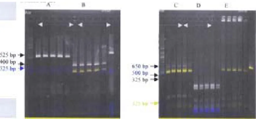 Figure 3. mt-DNA pattern of of coral trout, P. leopardus digested by 5 restriction en- en-zymes (A) Hae III, (B) Nla III, (C) Hinfi I, (D) Mnl I, (E) Taq I, and 100 bp DNA ladderGambar 2