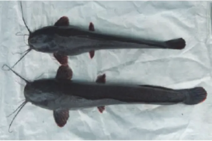 Gambar 1. Sampel ikan lele Afrika (Clarias gariepinus) strain Mutiara  (Atas = Betina, Bawah = Jantan, Skala batang = 10 cm)