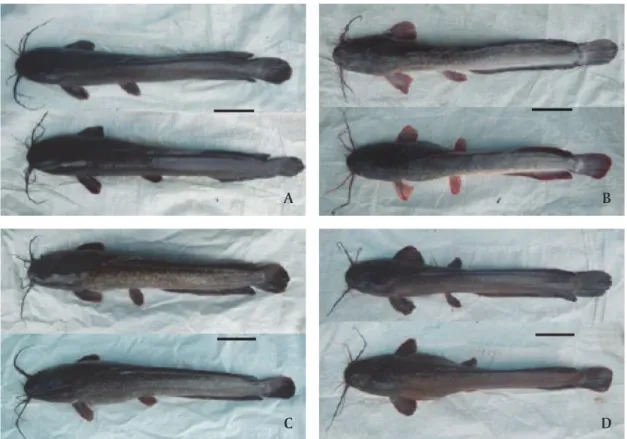 Figure 2. Samples of the African catfish strains: Mesir (A), Paiton (B), Sangkuriang (C), and Dumbo (D)  (Upper = Female, Lower = Male, Bar scale = 10 cm)