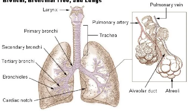 Gambar 1. Anatomi Paru