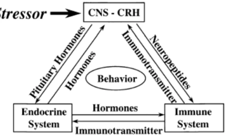 Gambar 2. Interrelasi  sistem syaraf pusat (CNS= Centre Nervous System)  dalam menerima rangsangan stress serta hubungannya dengan  Corticotrpic Relasing Hormon (CRH), Kelenjar Endokrin, dan  Sistem Immun