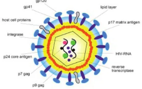Gambar 1. Struktur virus HIV