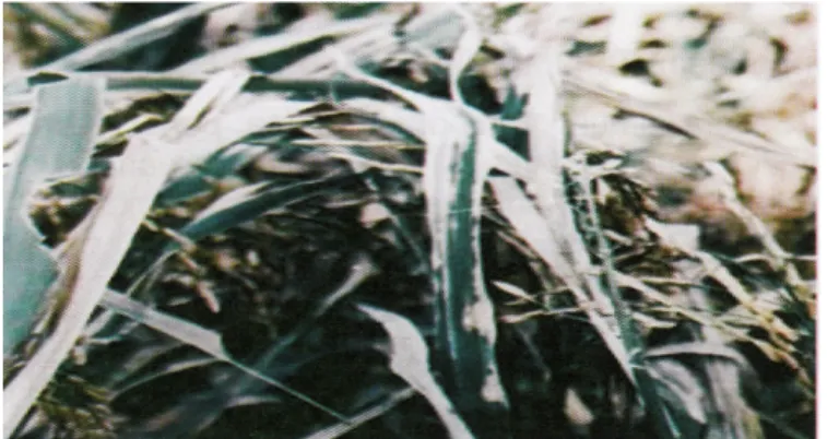 Gambar 6. Tanaman padi terserang Hawar Daun Bakteri 