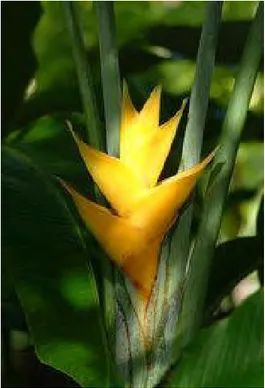 Gambar 2 Bunga heliconia. 
