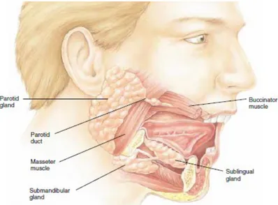 Gambar 1. Anatomi kelenjar saliva